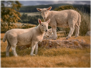 Obraz na płótnie Canvas Two lambs playing in the sunshine