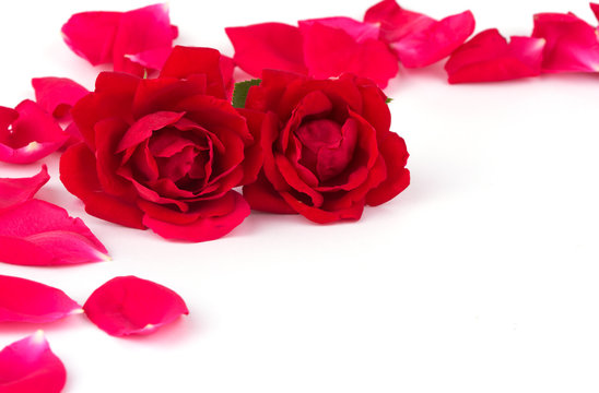 Two roses with scattered rose petals, on white background with copy space