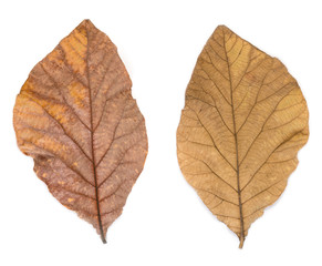 dried leaf of Teak on White background