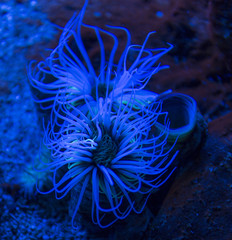 Cylinder anemone (Cerianthus membranaceus) © mauriziobiso