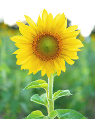 Sunflowers,Sunflowers blooming against a bright sky,Sunflowers,S