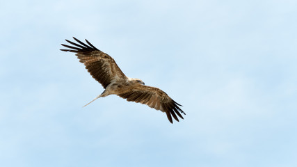 Whistling kite
