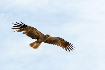 Whistling kite