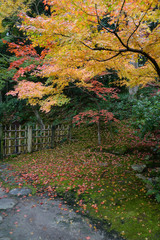 Maple tree in autumn at Japanese style garden, Nara, Japan