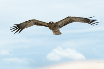 Fototapeta na wymiar Whistling kite