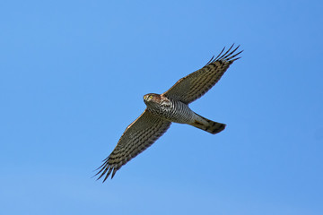 Eurasian sparrowhawk (Accipiter nisus)