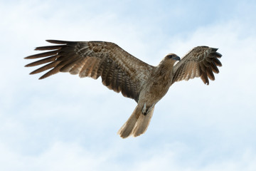 Whistling kite