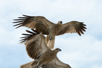 Fototapeta premium Whistling kite