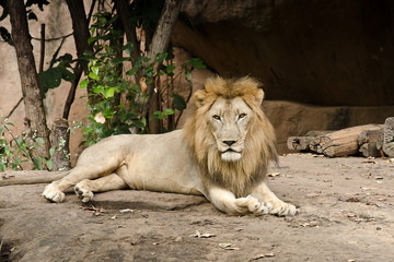 Naklejka na ściany i meble Big male lion lying.Portrait of a Beautiful lion.
