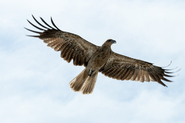 Fototapeta na wymiar Whistling kite