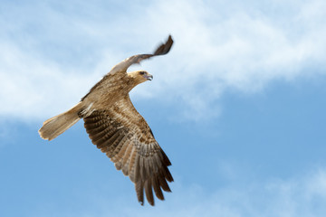 Whistling kite