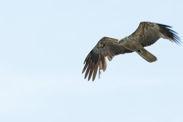 Whistling kite