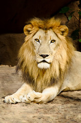 Big male lion lying.Portrait of a Beautiful lion,