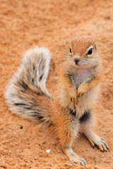 Ground squirrel pup standing