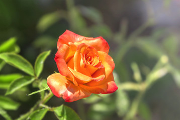 Orange rose.