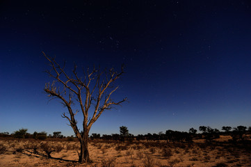 Moonlit landscape and dead tree