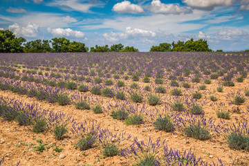 Lavender flower blooming scented fields in endless rows. Valenso