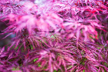 Pink leaves of the Japanese maple (Acer palmatum)