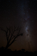 Milky way and dead tree silouhette in the Kalahari