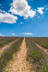 Lavender fields near Valensole in Provence, France. Rows of purp