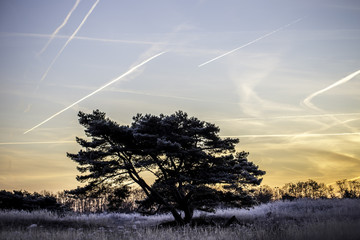 Einzelner Baum an einem Wintermorgen in Rheinhessen