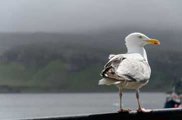 Seagull