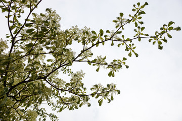 Dogwood blooming branches with white flowers