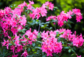 Obraz premium Rhododendron pink flowers