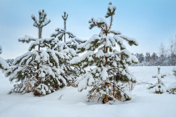 Beautiful winter photo. Grow young pine trees. Pines in the snow. Snow. Blue sky. It's snowing. For the calendar, for design.