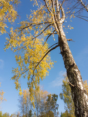 autumn birch trees