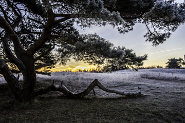 Aussergewöhnlicher Baum im Sonnenaufgang an einem kalten Wintermorgen