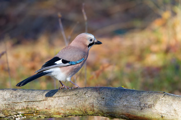 Ein verträumt wirkender Eichelhäher im Wald