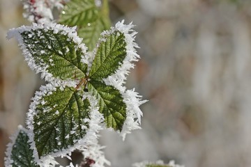 Brombeerblatt mit Raureif