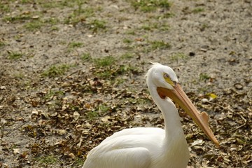 Profile of a American White Pelican in Florida