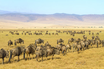 Fototapeta na wymiar Herds of wildebeests walking in Ngorongoro