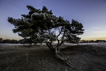 Aussergewöhnlicher Baum im Sonnenaufgang an einem kalten Wintermorgen