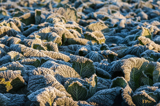 Frozen kale on a field in the early morning