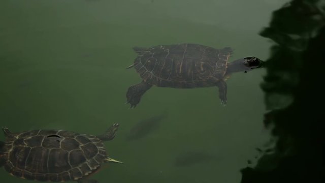 tortoise and fish in water of pond area