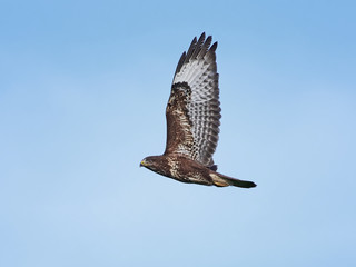 Common buzzard (Buteo buteo)