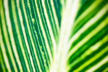 Close up of the striped green and white leaf