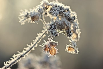 Samenstand einer Samthortensie (Hydrangea sargentiana) mit Raureif
