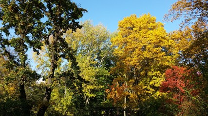 Autumn Trees Herbst Laub Bäume Wald Blätter