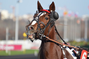 Obraz premium cheval de courses 