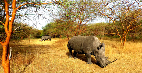 Rhino Safari Nashorn Rhinozerus Rhinozeros Afrika Senegal Großwild - obrazy, fototapety, plakaty