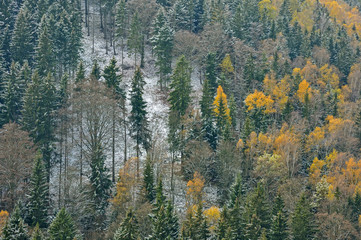 Świerki © Grzegorz Polak