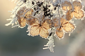 Samenstand einer Samthortensie (Hydrangea sargentiana) mit Raureif
