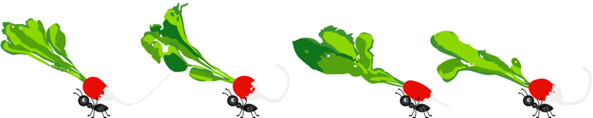 Radishes being carried by ants
