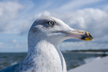 Portret mewy srebrzystej © Dejan Gospodarek