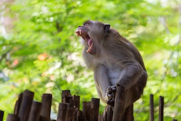 Aggressive macaque opening mouth