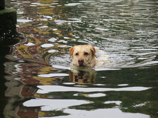 labrador retriever